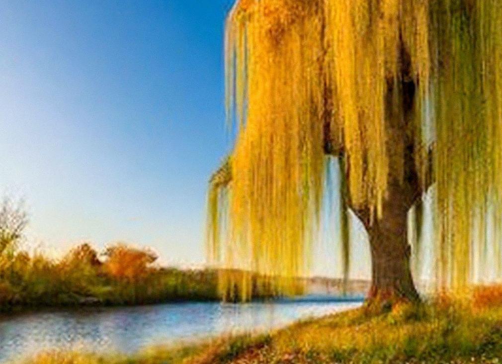 Willow (Ива)