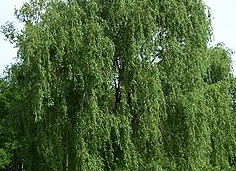 Willow (русская версия)
