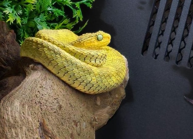 Dragon’s Lair (Логово дракона)