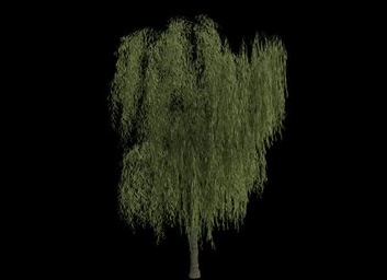 Willow (Ива)